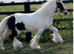 " Traditional Show Cob " Piebald Gelding Cob/Heavy Horse