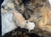 Cream Maine coon male