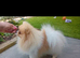 Beaver and white parti colour Pomeranian KC reg