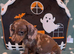 GORGEOUS MINIATURE DACHSHUND PUPPIES