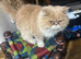 Oggy Persian cat