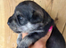 2 beautiful mini schnauzer pups