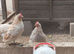 Bantams