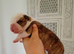 English bulldog cross Staffordshire bull terrier