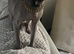 Sphynx cat for sale