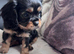 Cavalier x Cavapoo