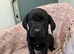 Stunning litter of Labrador puppies