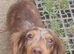 Chocolate and dapple longcoat female adult
