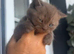 Brown British Shorthair