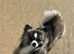 For stud: Wolfsable long haired chihuahua