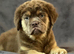 old tyme bulldog full fluffy