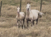 Palomino section C colt