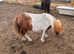 Mini Shetlands
