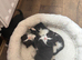 3 Male kittens