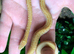 Albino African House Snake at Birmingham Reptiles