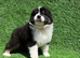 Australian Shepherd Puppies