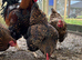 Gold Laced Wyandotte Large Fowl Hatching eggs