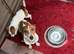 Jack Russell puppies