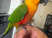 Silly tame Jenday conure