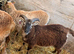 1 ram and 1 castrated male sheep