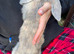 Baby lops for sale