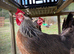 Silver Duckwings POL pullets for sale