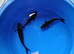 Koi, a real mix from last years fry