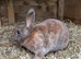 Mini Rex Buck READY NOW
