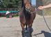 Stunning welsh c mare offers welcome