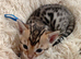 5 beautiful full breed bengal kits