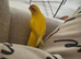 Hand tame bonded breeding pair
