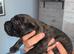 Cane corso puppies