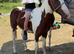 14hh 5 year old gelding ride and drive