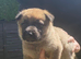 Belgium malinois x Belgium shepherd pups