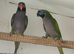 Adult Pair Derbyan parrot and Indian Ringneck yellow Female
