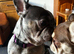 Pick up today the most gentle sweetest handsome lilac tan merle