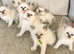 Ragdoll kittens viewings welcome
