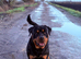 Beautiful boy rottie