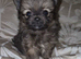 Pomeranian puppies