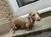 Miniature Dachshund