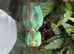 Red eye tree frogs for sale