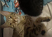 Black and Silver Bengal X Tabby