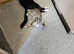 BEAUTIFUL KITTENS