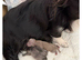 Pedigree chihuahuas