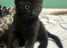 Kittens 8weeks