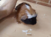 Beautiful  male guinea pigs