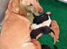 Beautiful Labrador Puppies Looking for Loving Homes
