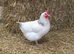 POL Pullets Different Colours