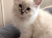 1 xBlue Lynx & Blue Point Kittens
