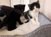 Kittens